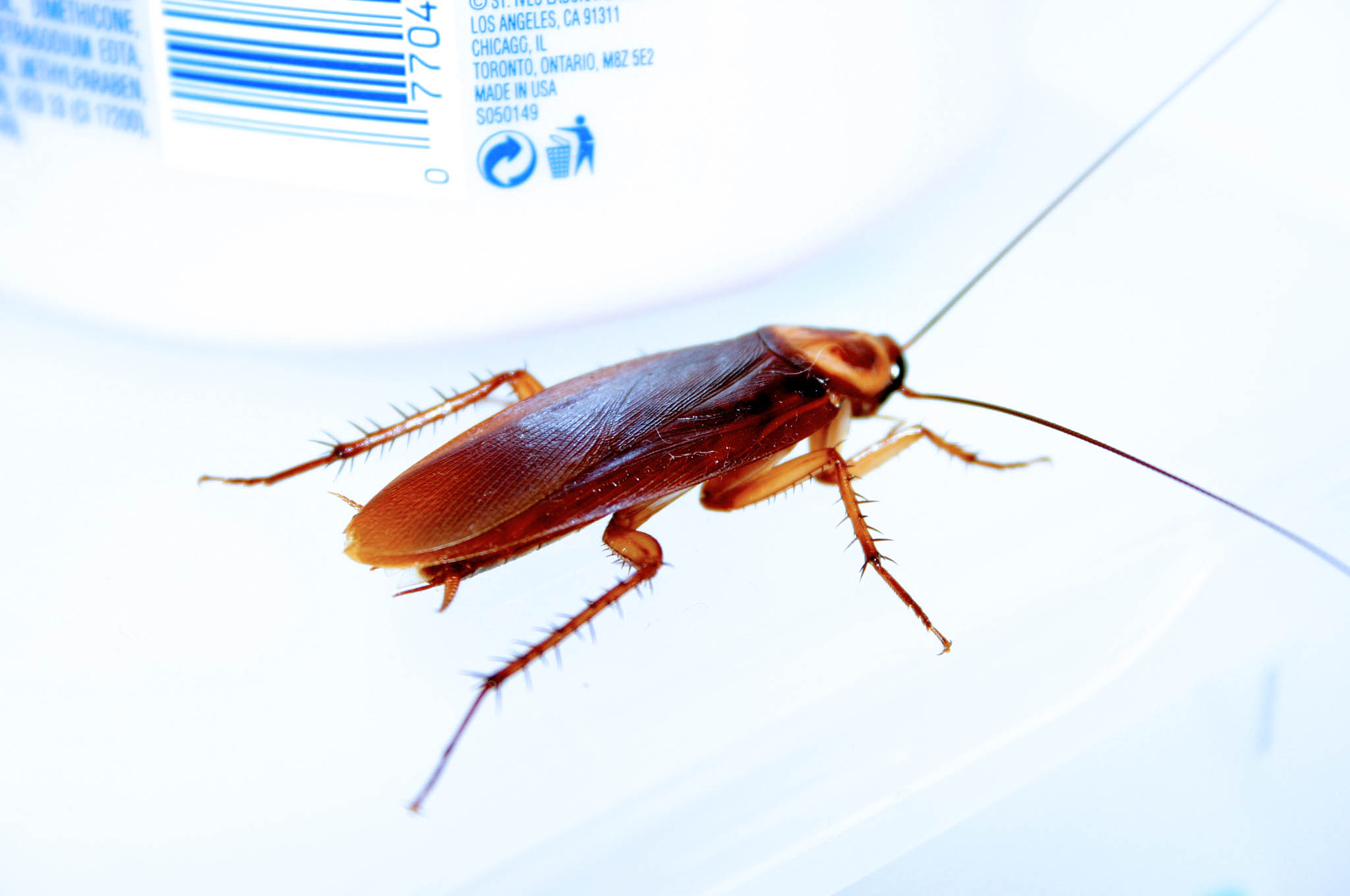 Cockroaches and Air Pollution Shouldn't Mix