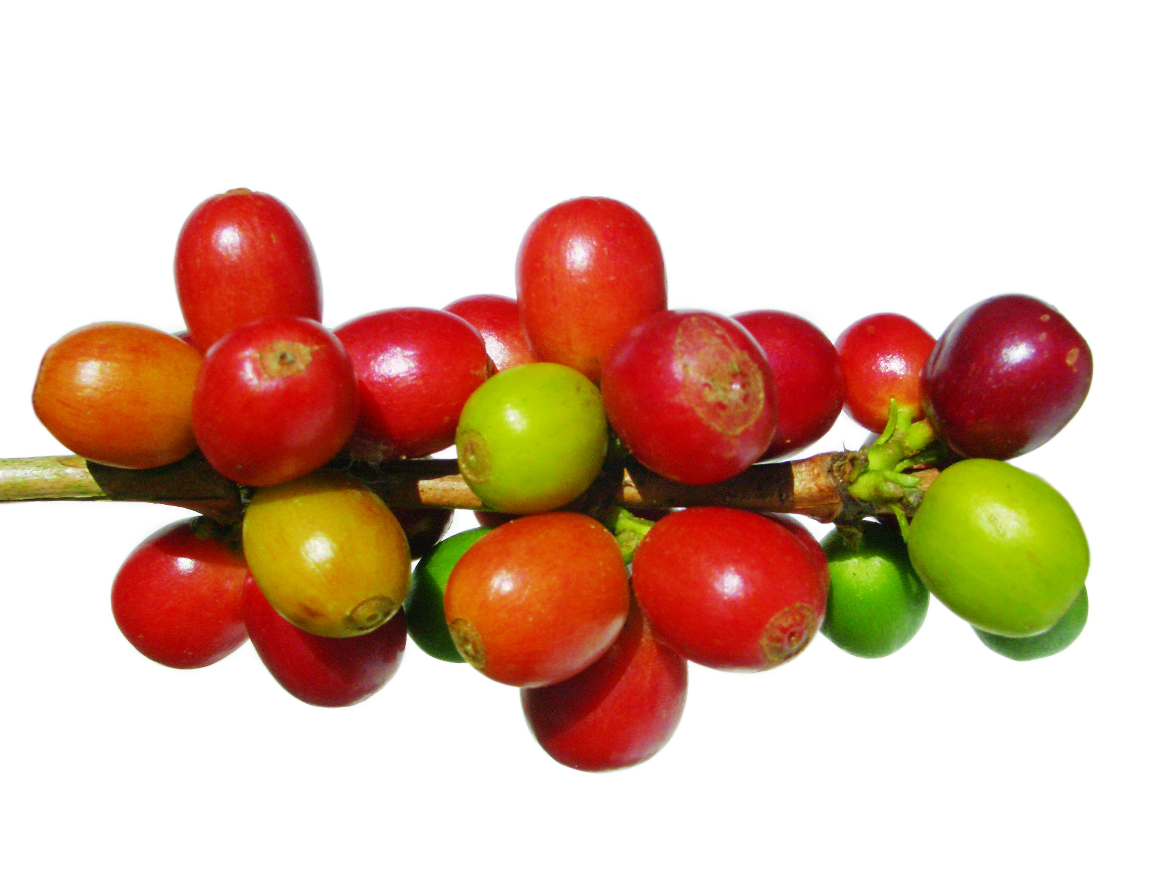 Green Coffee may aid Weight Loss