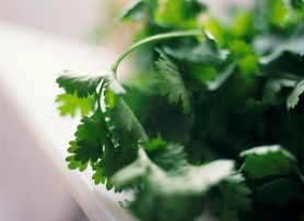Natural Defense Against Bacterial Infections