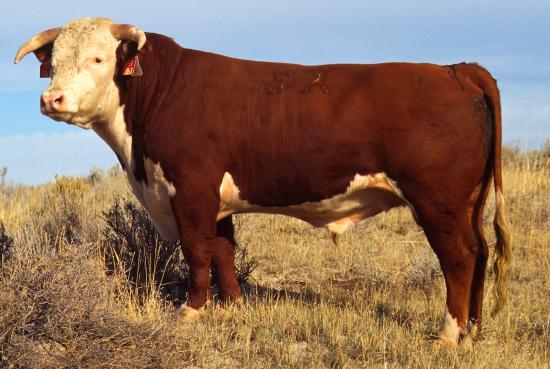 Old MacDonald Has A Farm, Not Asthma