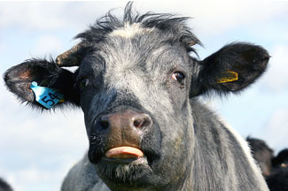 I'll Take Some Bacteria With my Raw Milk
