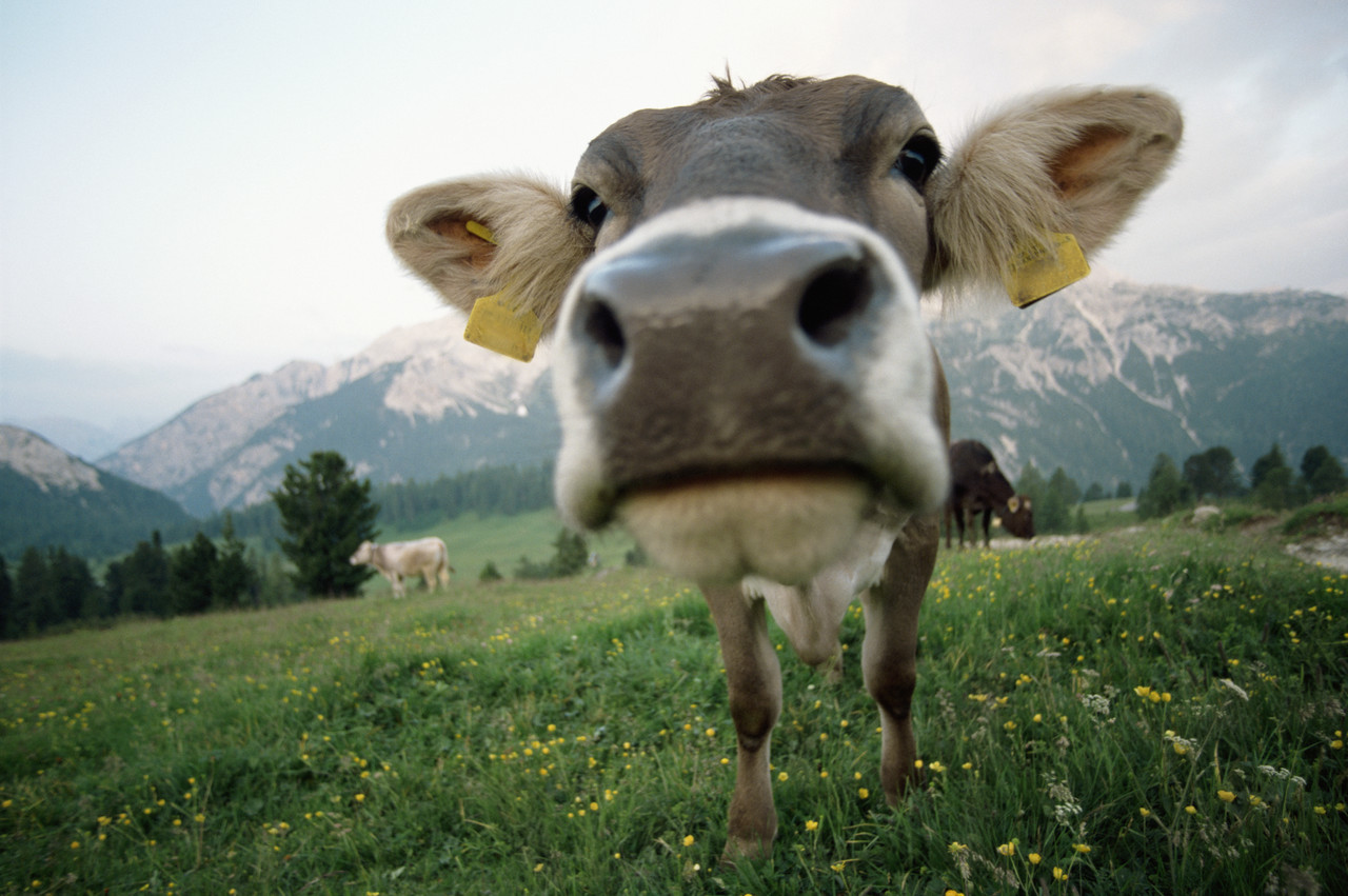 Is MS in the Milk?