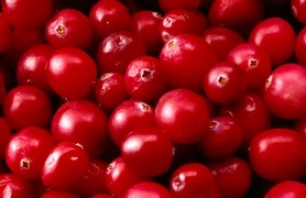 Cranberries vs. Antibiotics