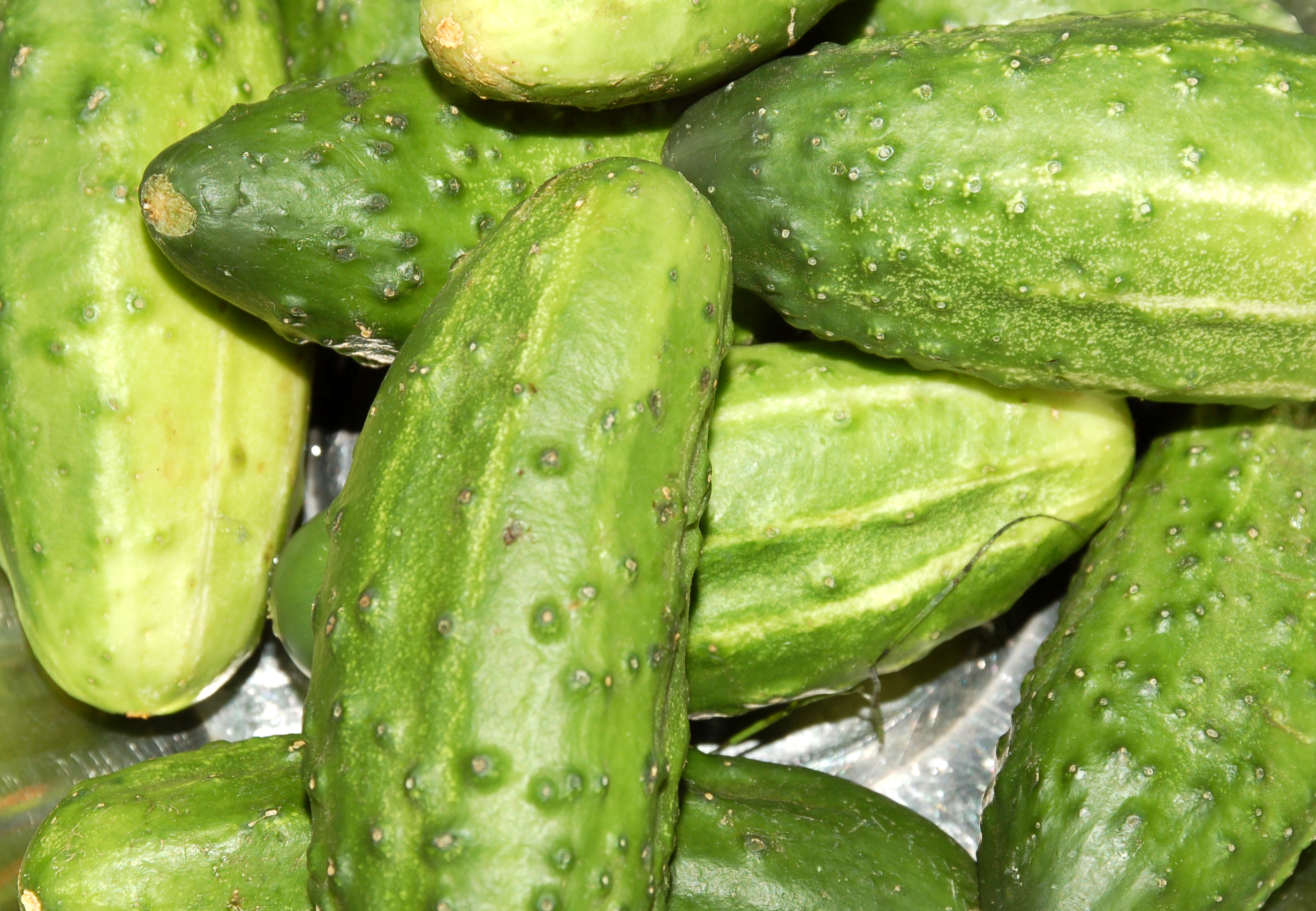 E. Coli Pathogen Found on Cucumber