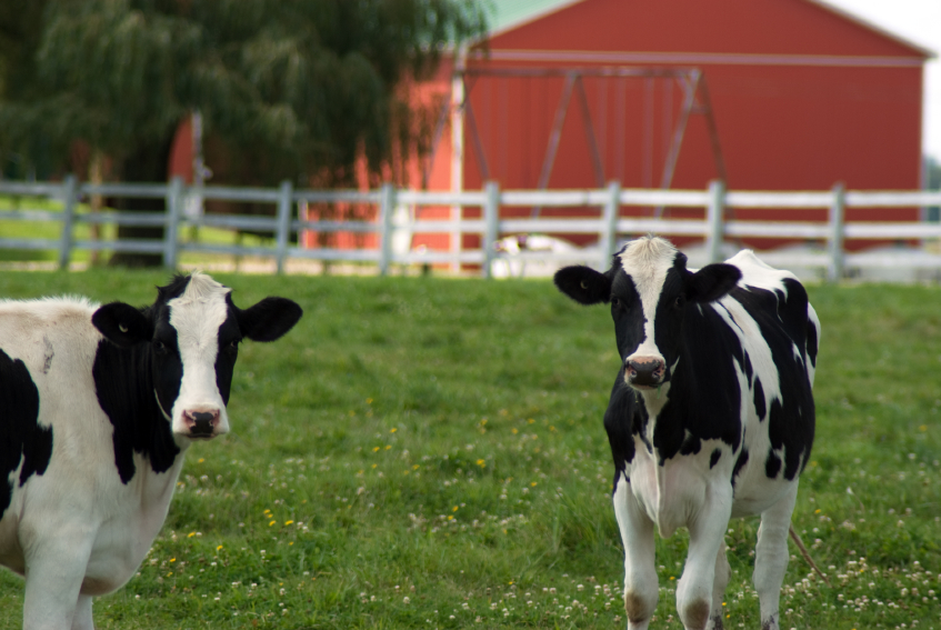 A Dose of Dairy for Your Joints