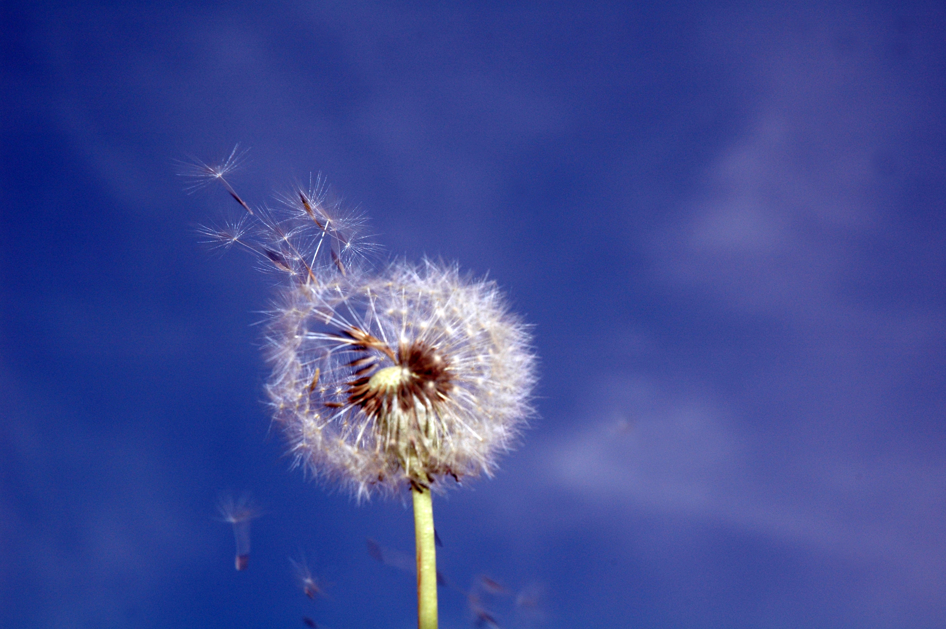 Predicting the Return of Bladder Cancer
