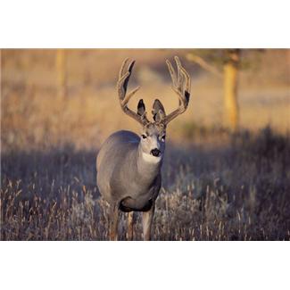 Osteoporosis Clues Found in Deer Antlers