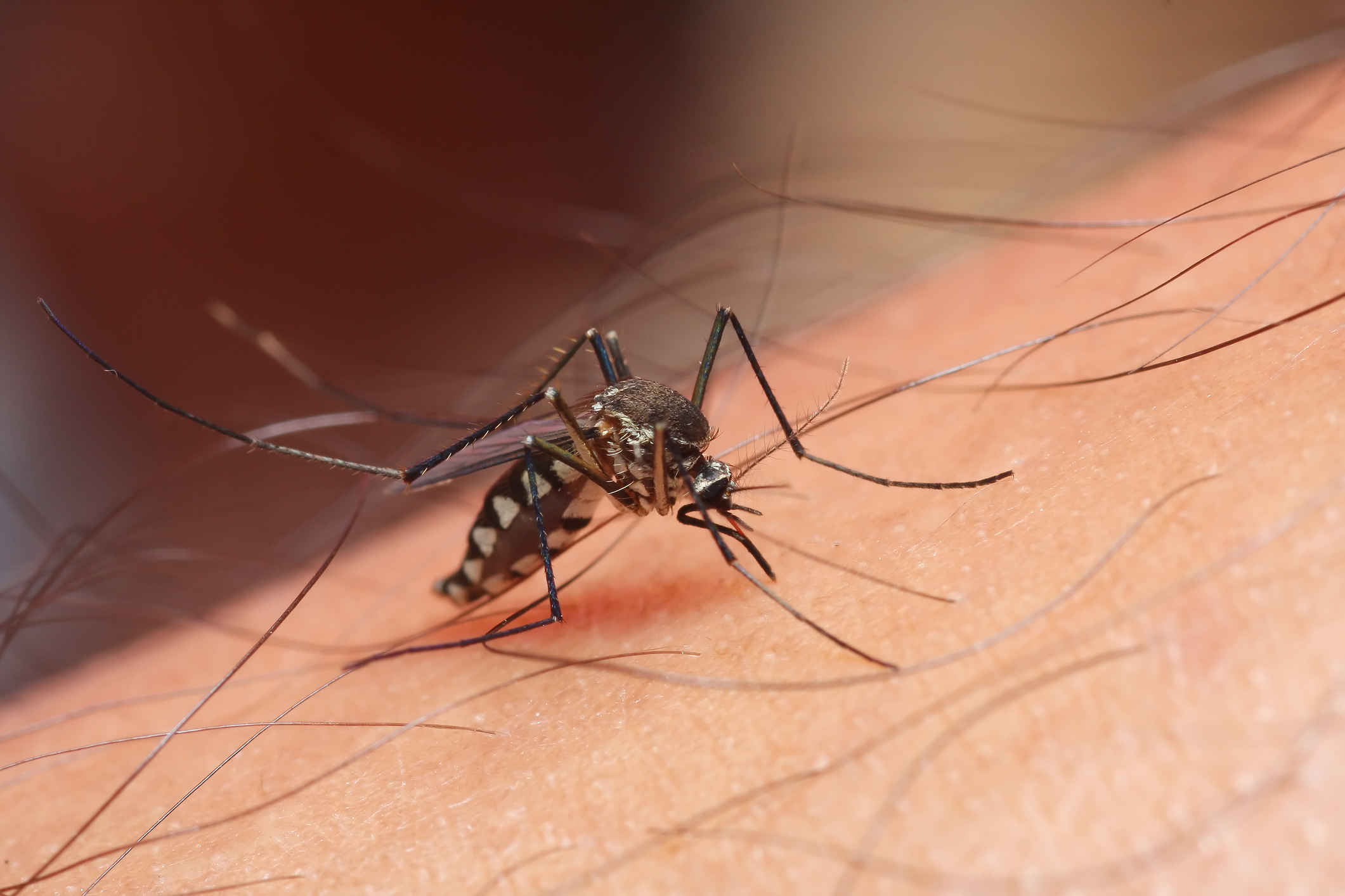 Zika: There's a New Virus in Town