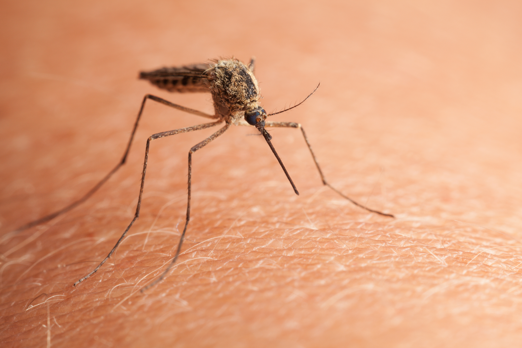 How to Keep Zika from Spreading