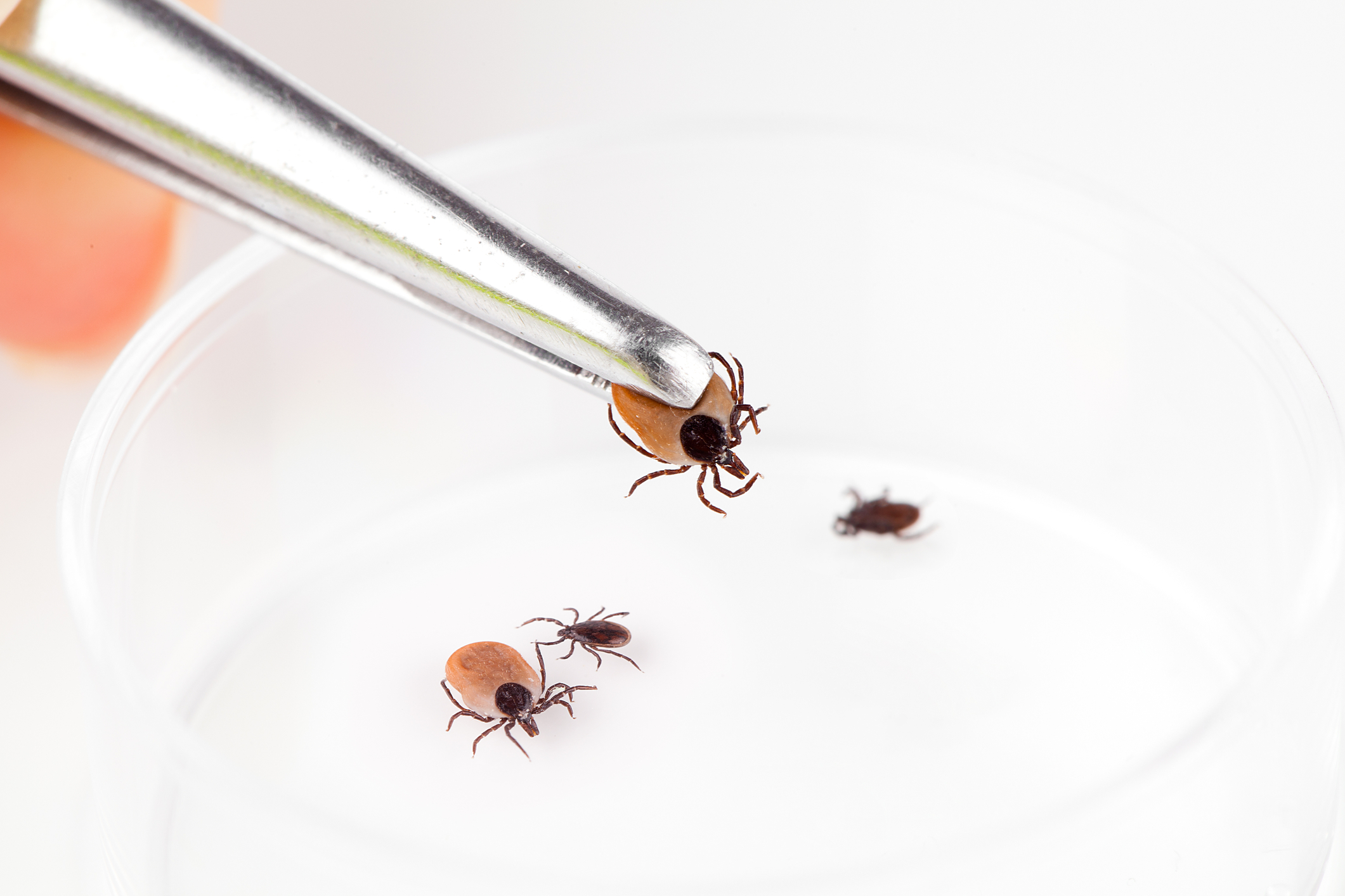 The Expanding Reach of Lyme Disease
