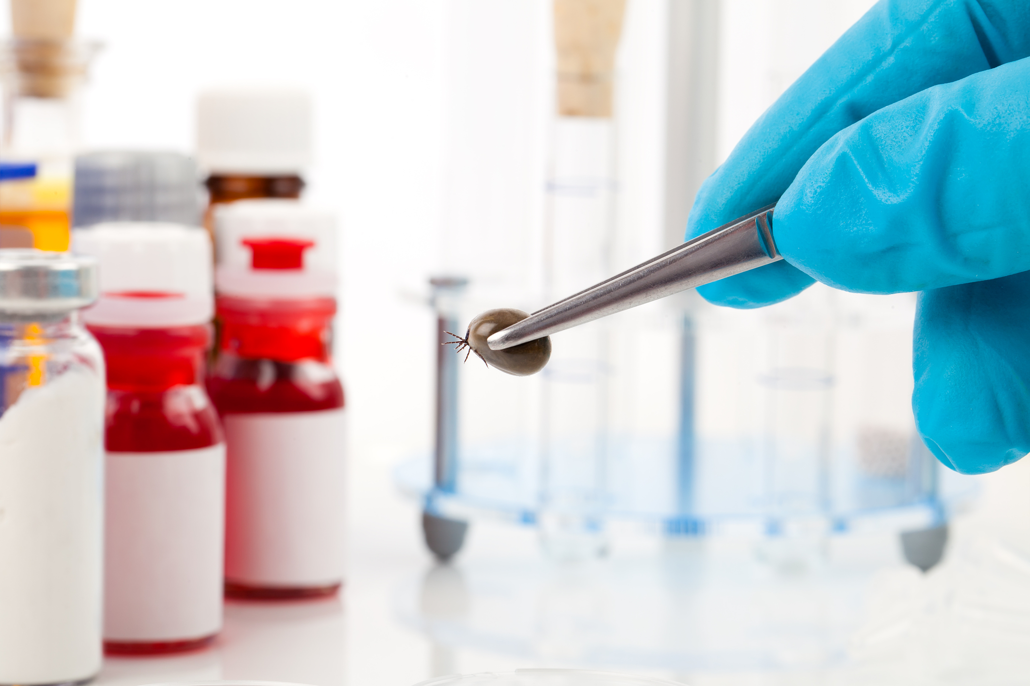 A New Bacteria Is Spreading Lyme Disease  