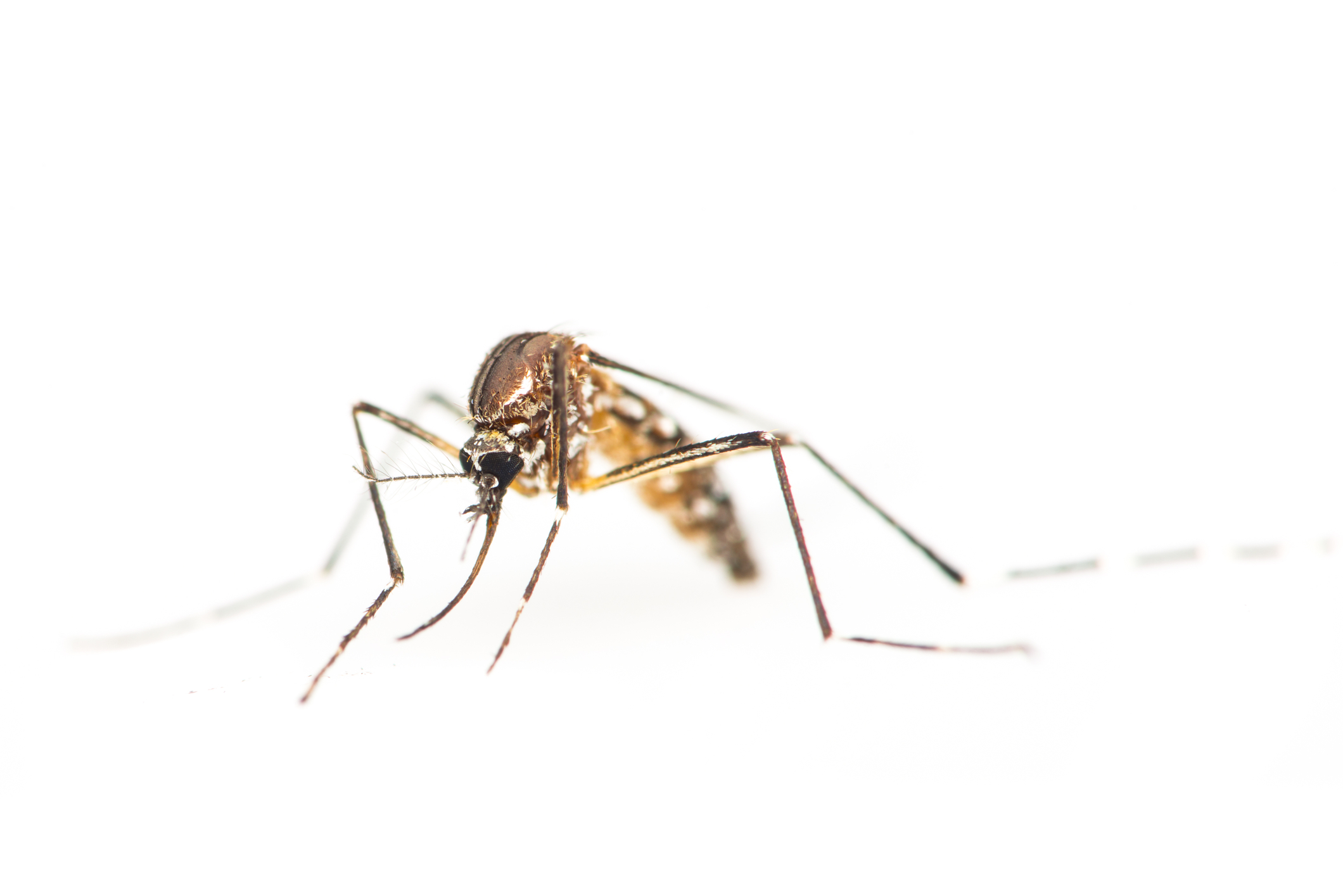 Officials Report First US-Transmitted Zika Case