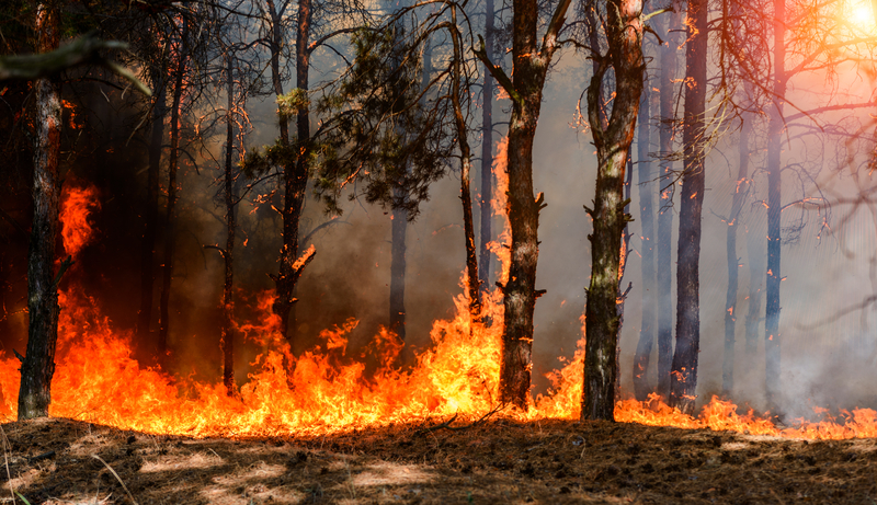 What to Do About Wildfires