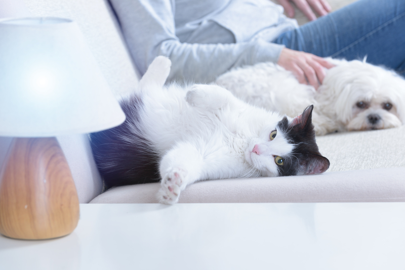 Coronavirus and Your Pet