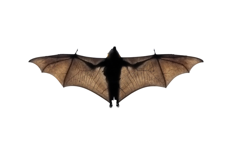 CDC Warns About Rabies Linked to Bats