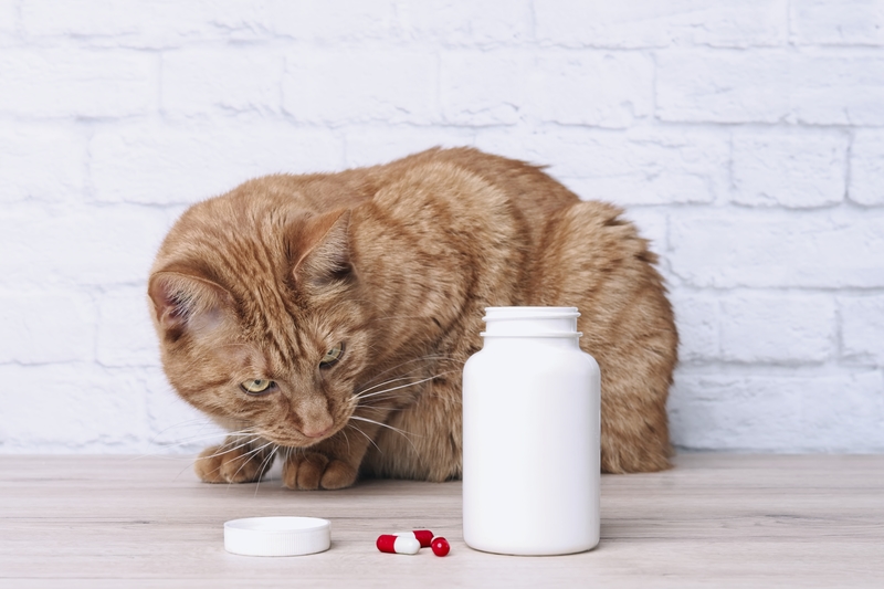 Medication Safety for Pets