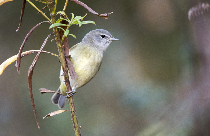 Salmonella Outbreak Linked to Birds