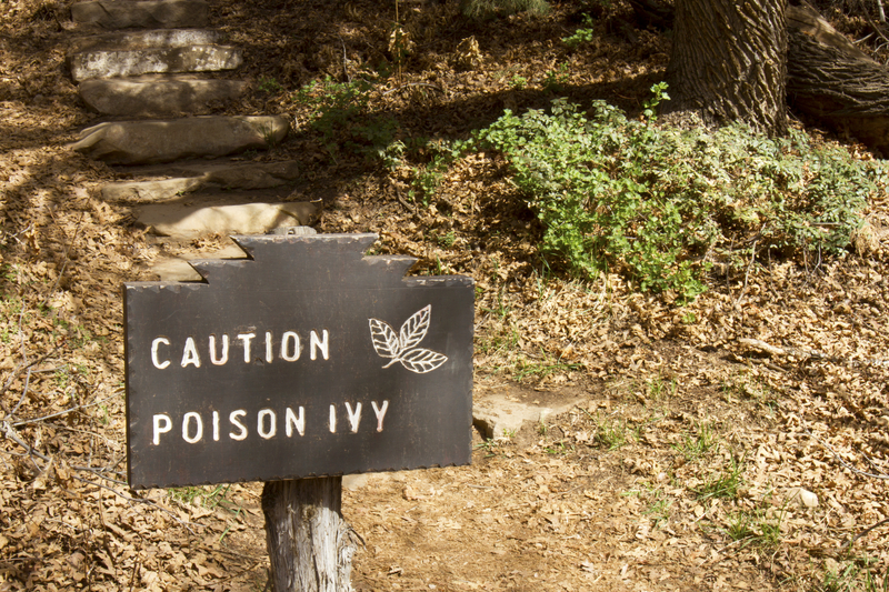 Poison Ivy, Oak and Sumac — Oh My!