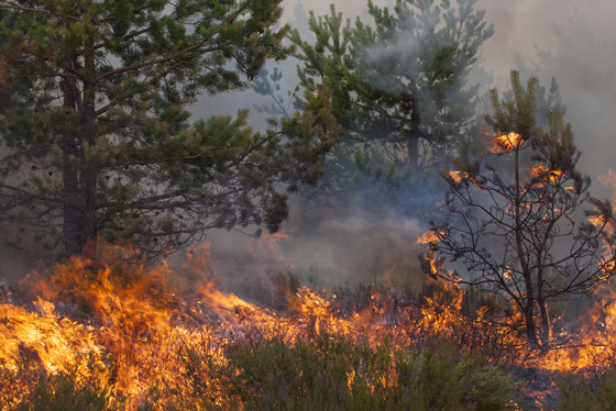 Wildfires and Your Health