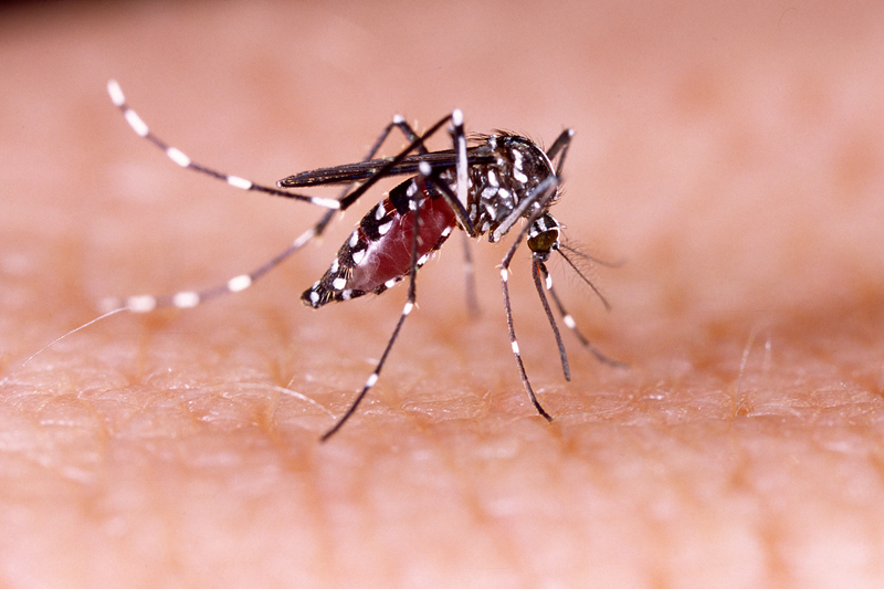 Where Zika Spread, Birth Defects Were More Common