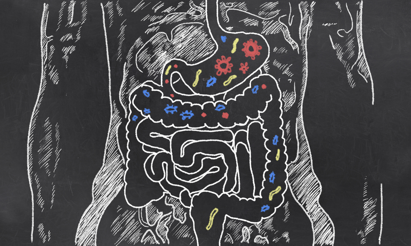 Weight and Gut Bacteria May Be Linked