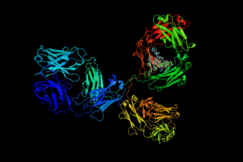 Monoclonal Antibody for Omicron Approved