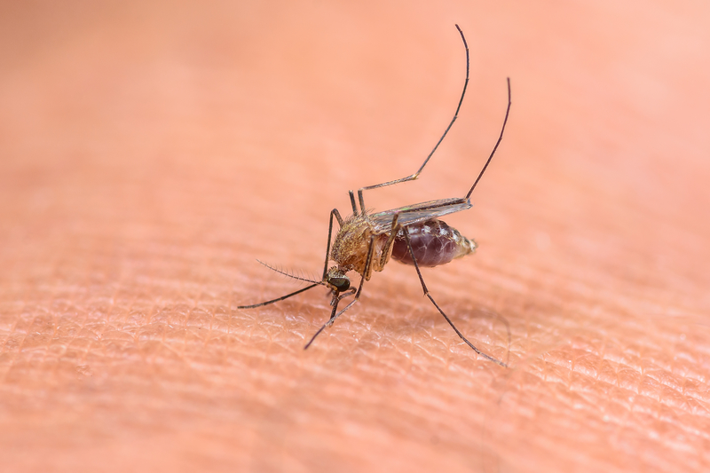 Zika Update
