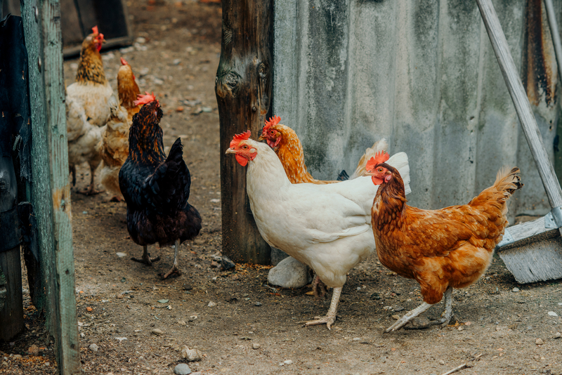 Salmonella Outbreak Linked to Backyard Poultry