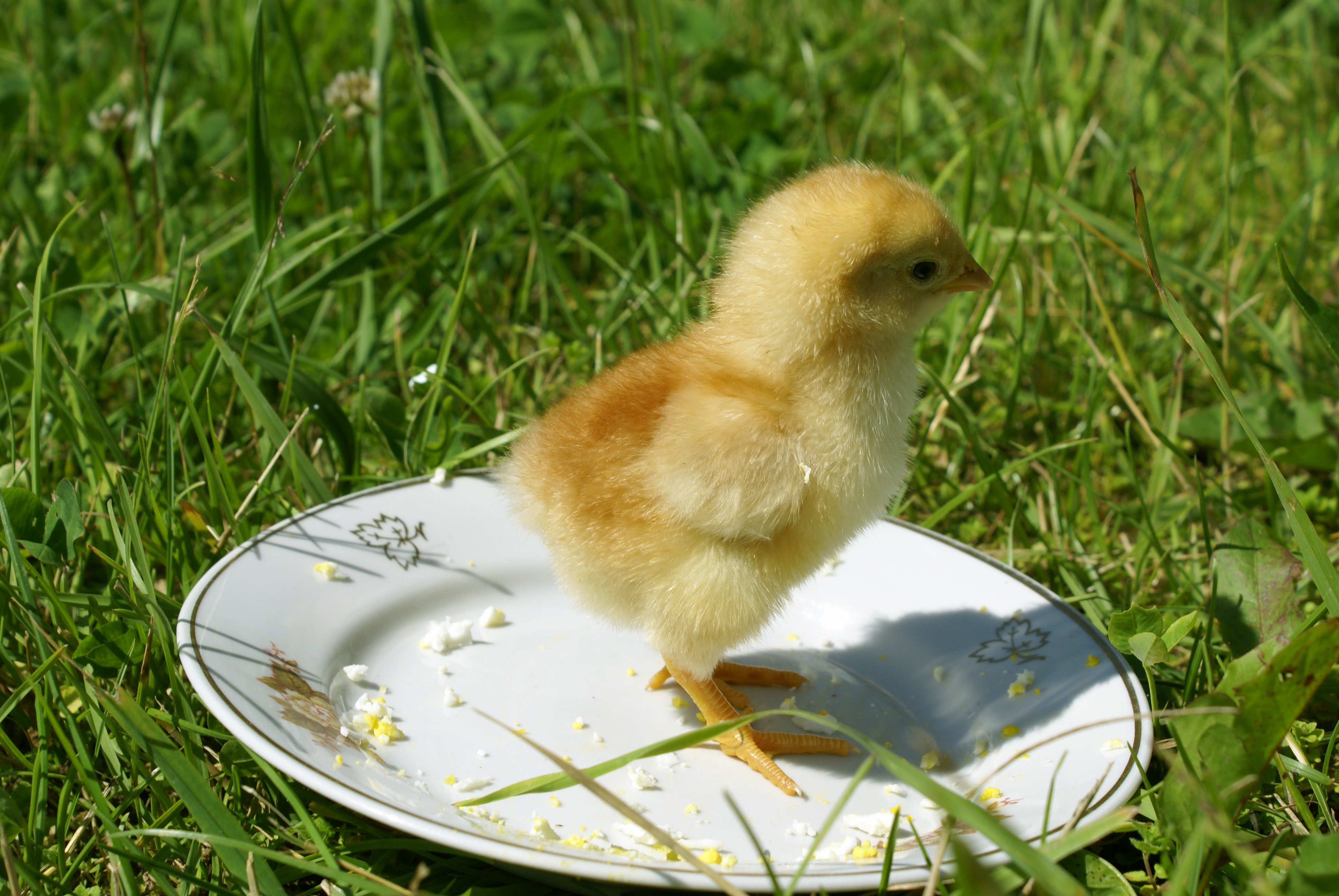 Green Chicken is Best