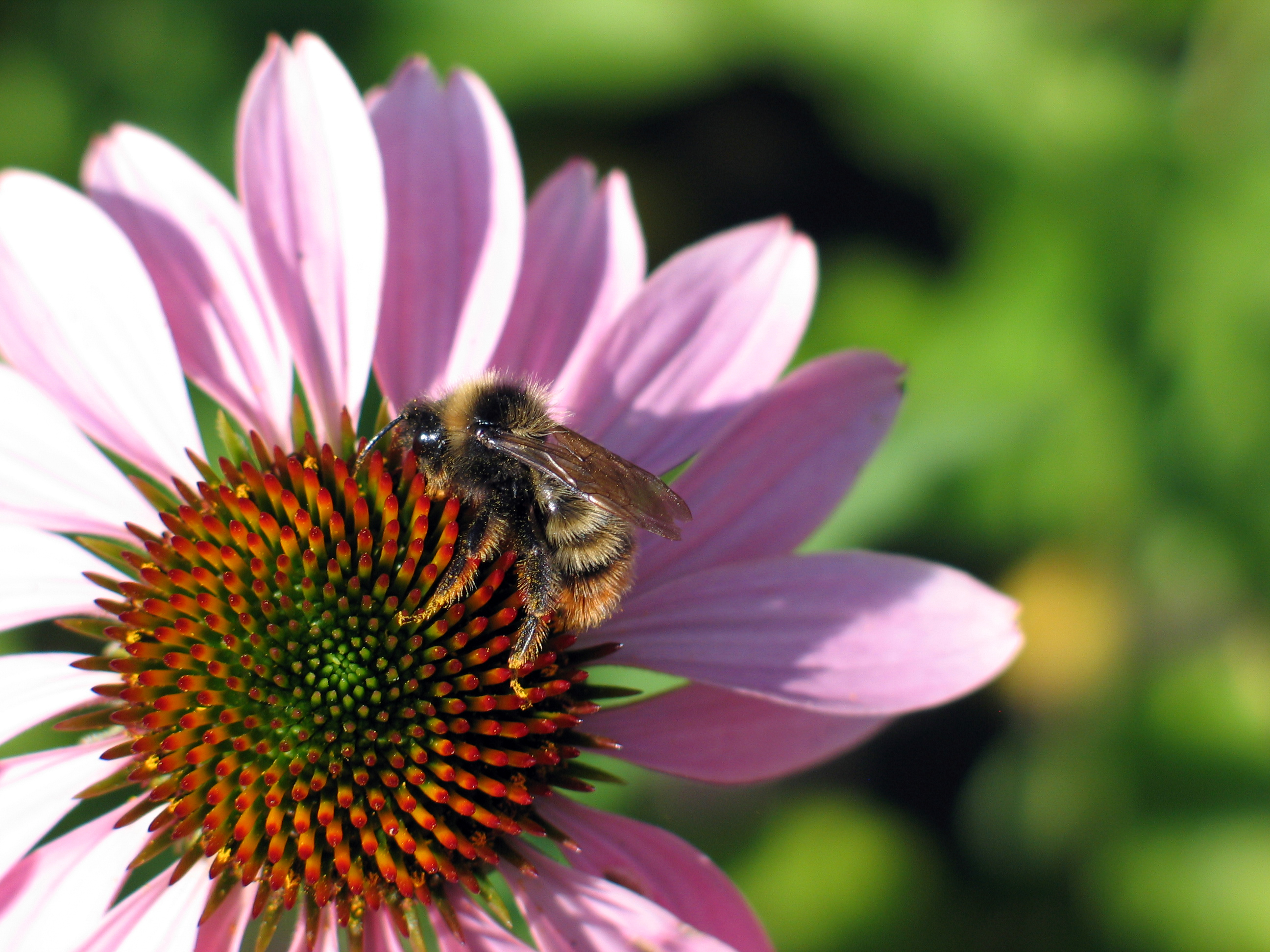 Bee Grateful