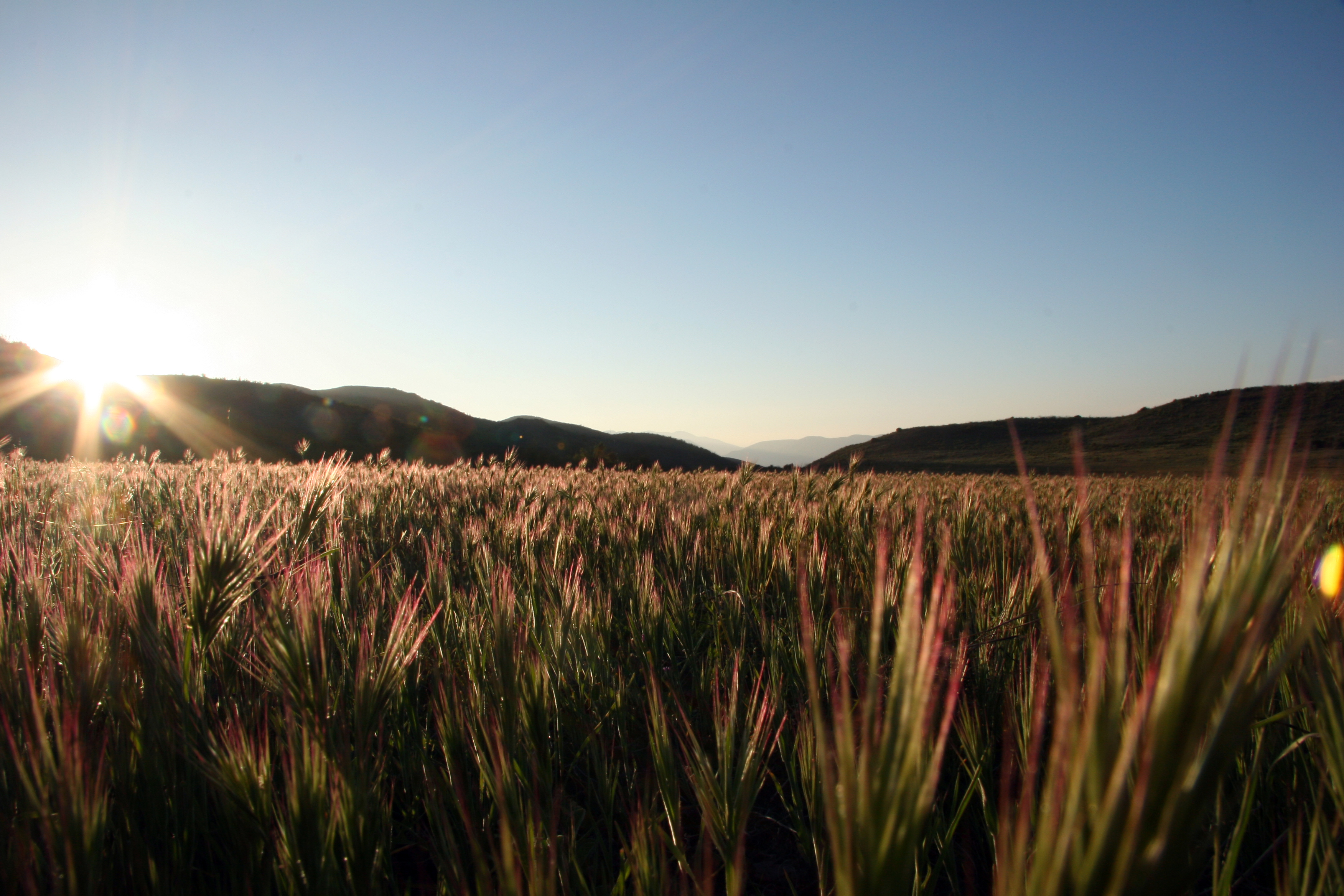 Hay Fever Readiness Revealed