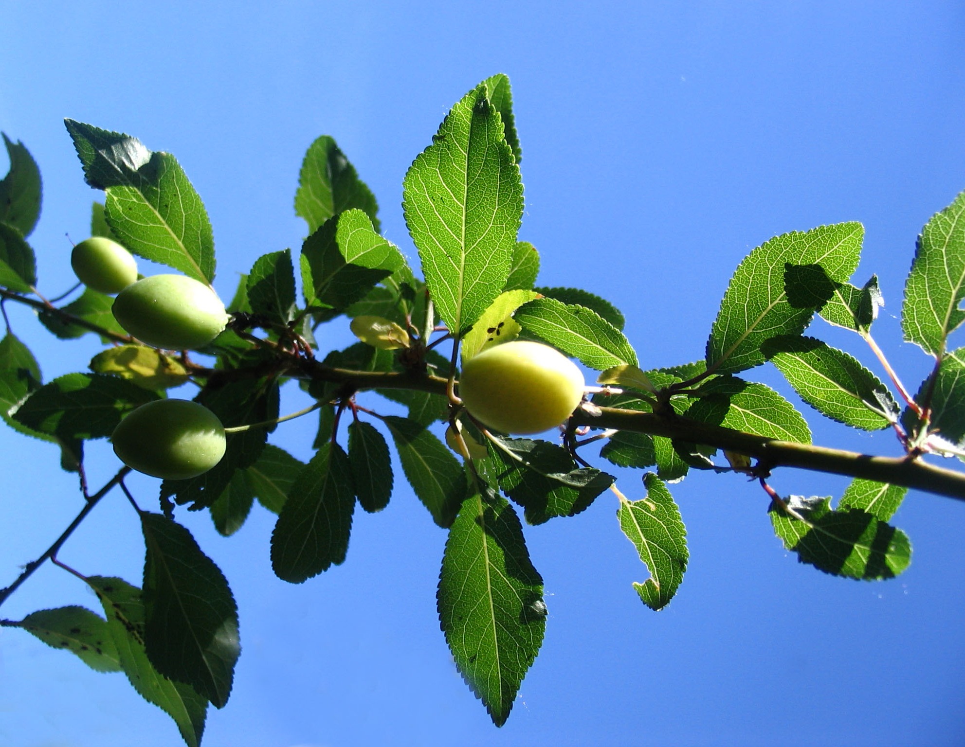 Plum Out of Bone Density
