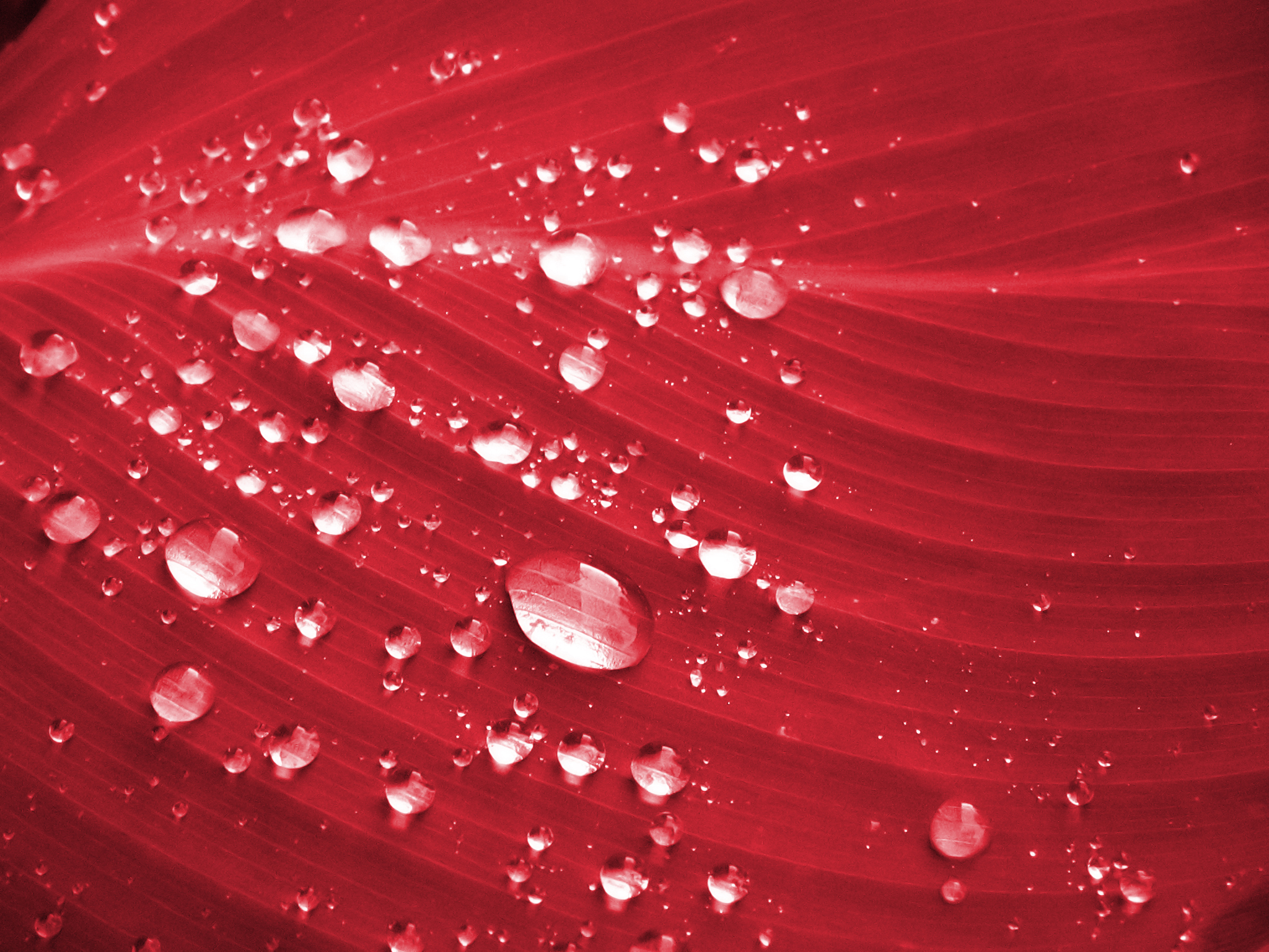 Dust Settling Around Cancer Cell Dust