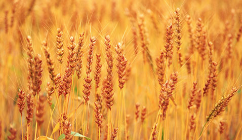 The Celiac Epidemic