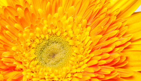 Warm Winter Means Allergy Season is Here