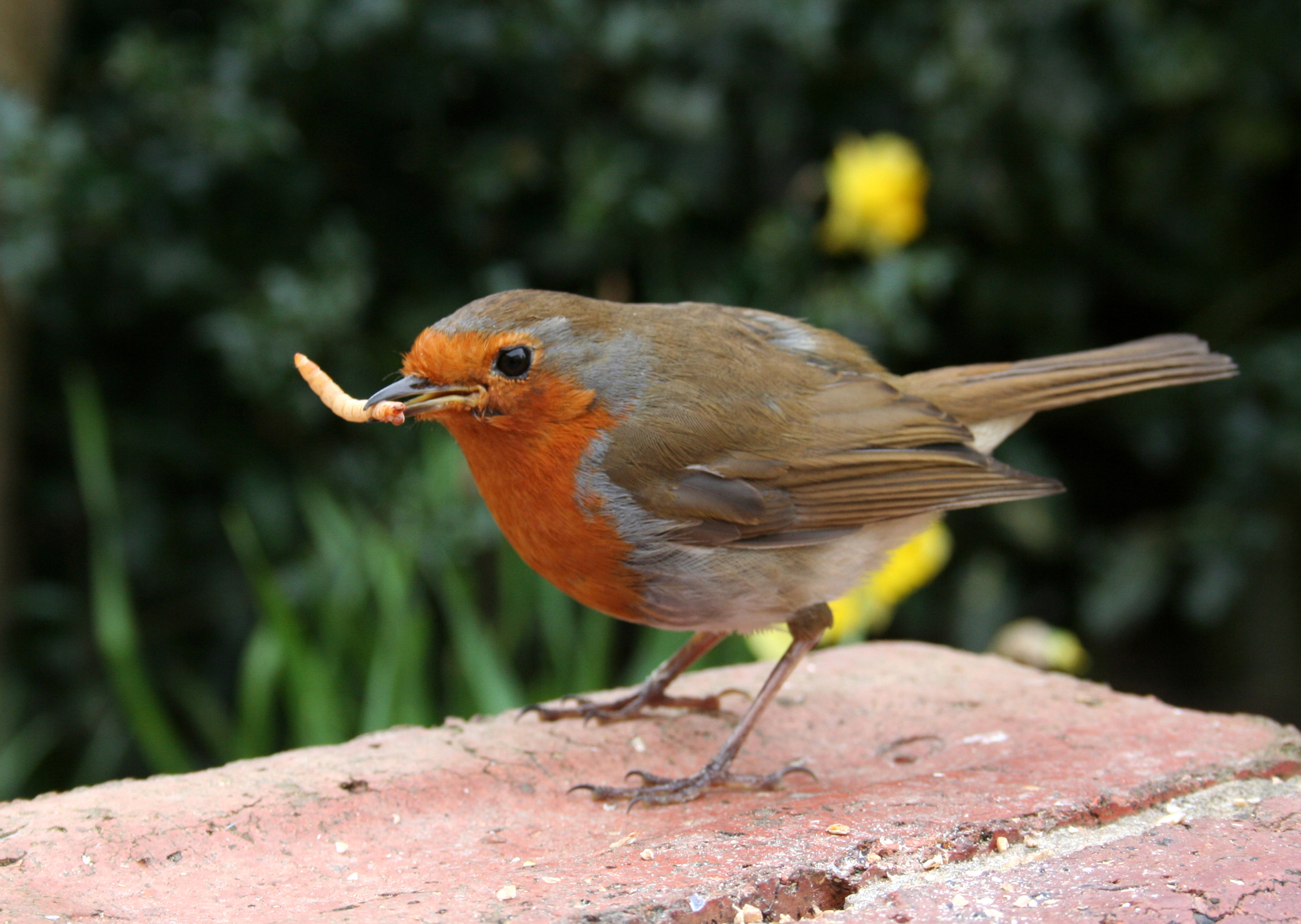 Early Bird Gets the PAH Treatment