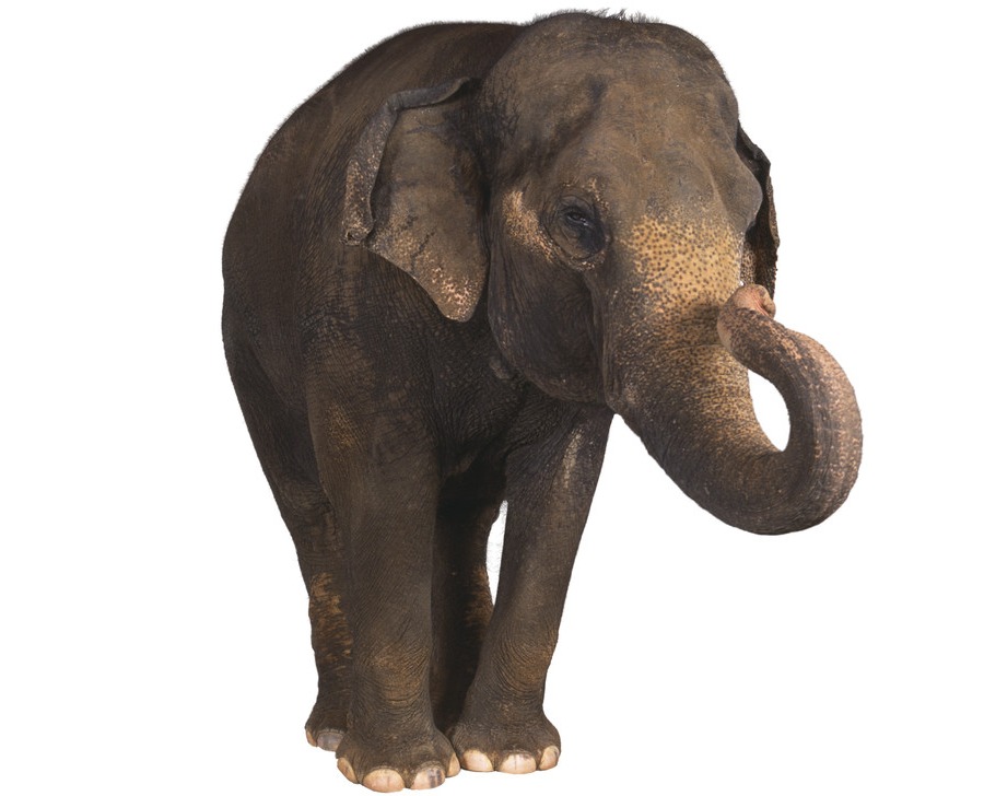 No More Memory Like an Elephant