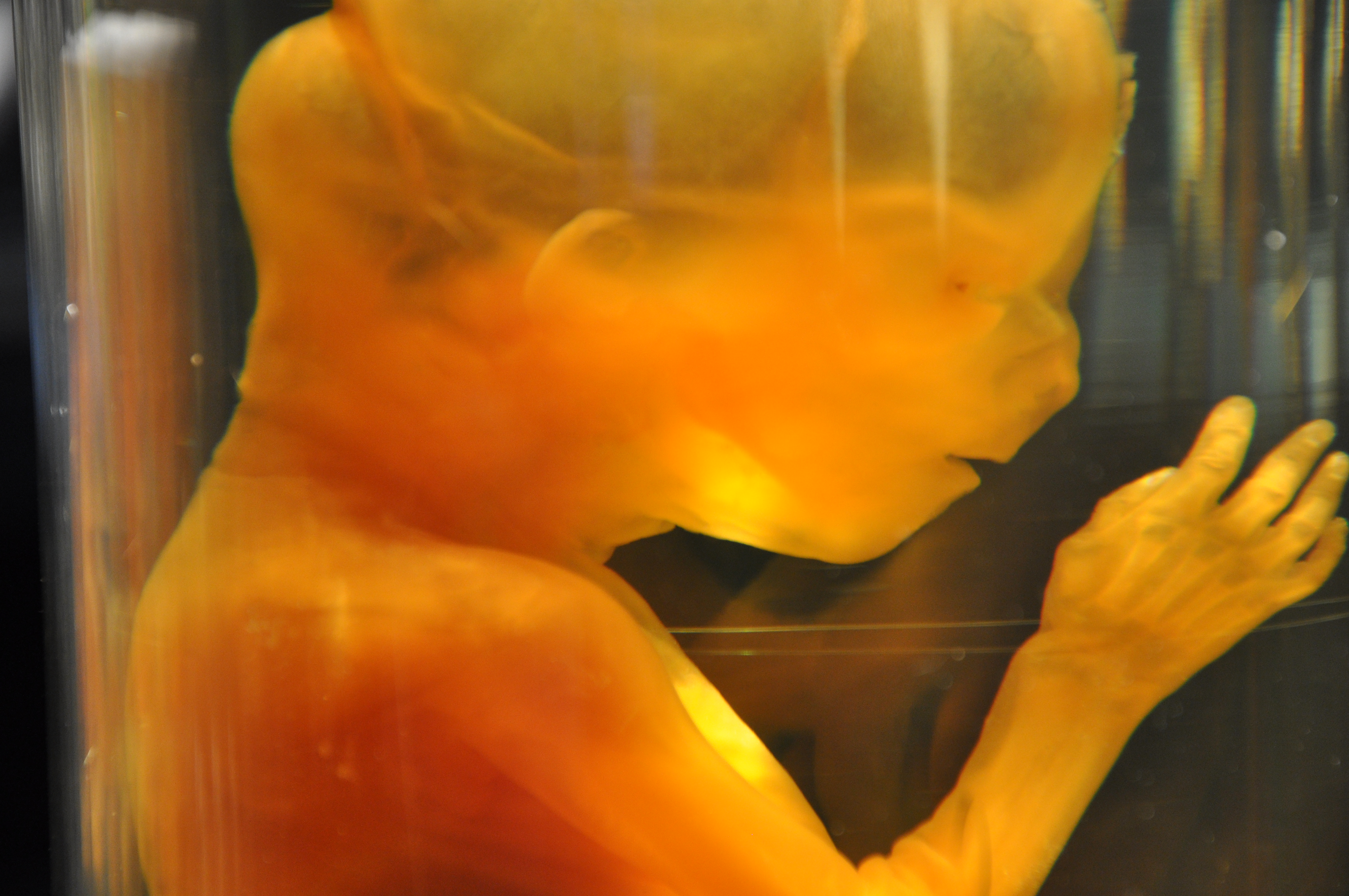 Predicting In-Vitro Success 