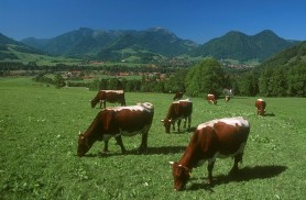 The Risks of Rural Life  