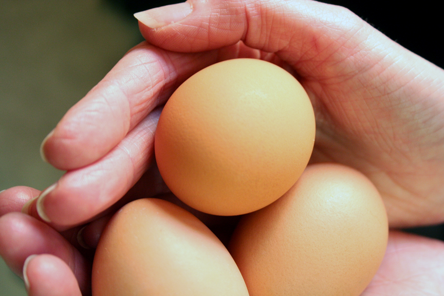Looking for a Few Good Eggs