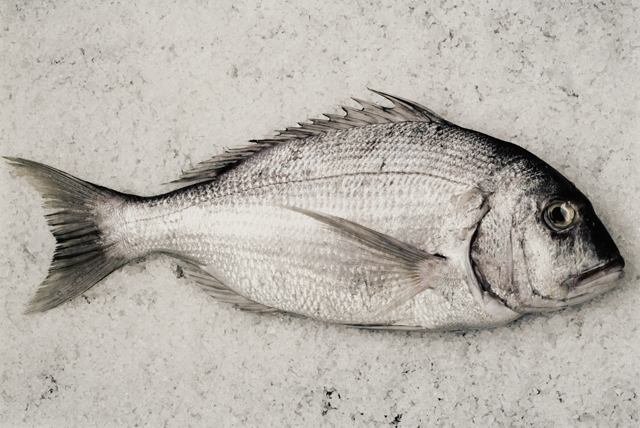 See It All with Fish Oil
