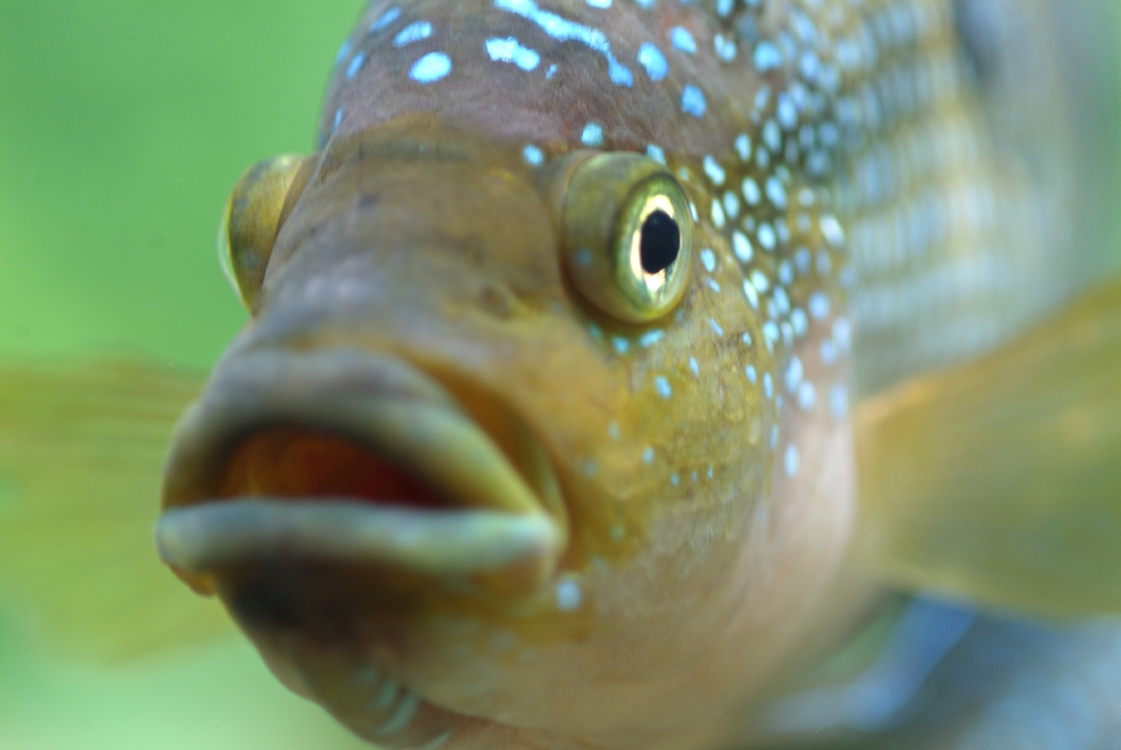 A Fatty Fish Called Wanda Has Acids For You