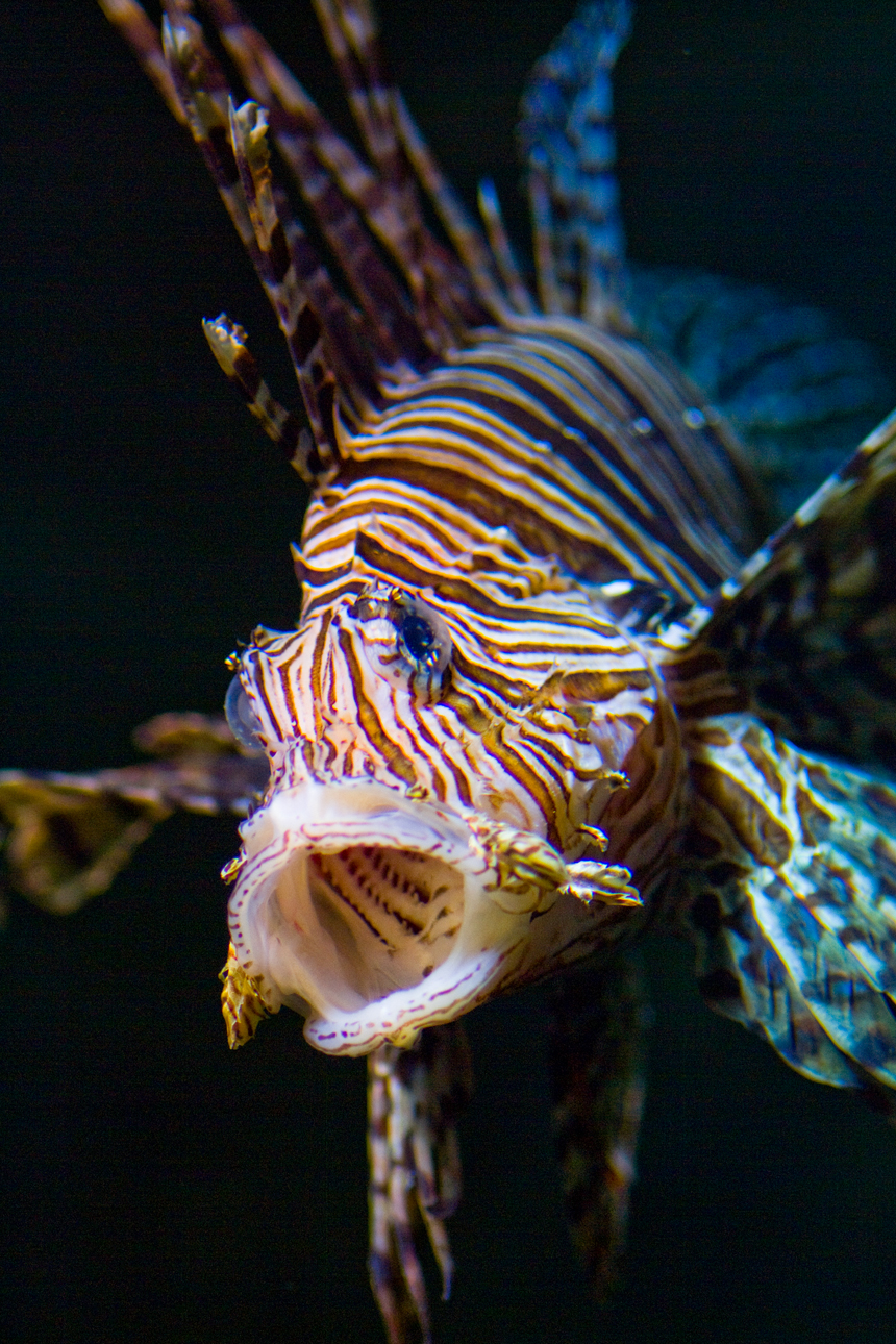 The Secret Lies Within a Fish