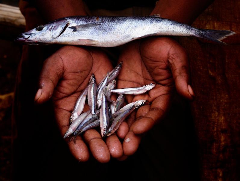Fish Fends Off Diabetes