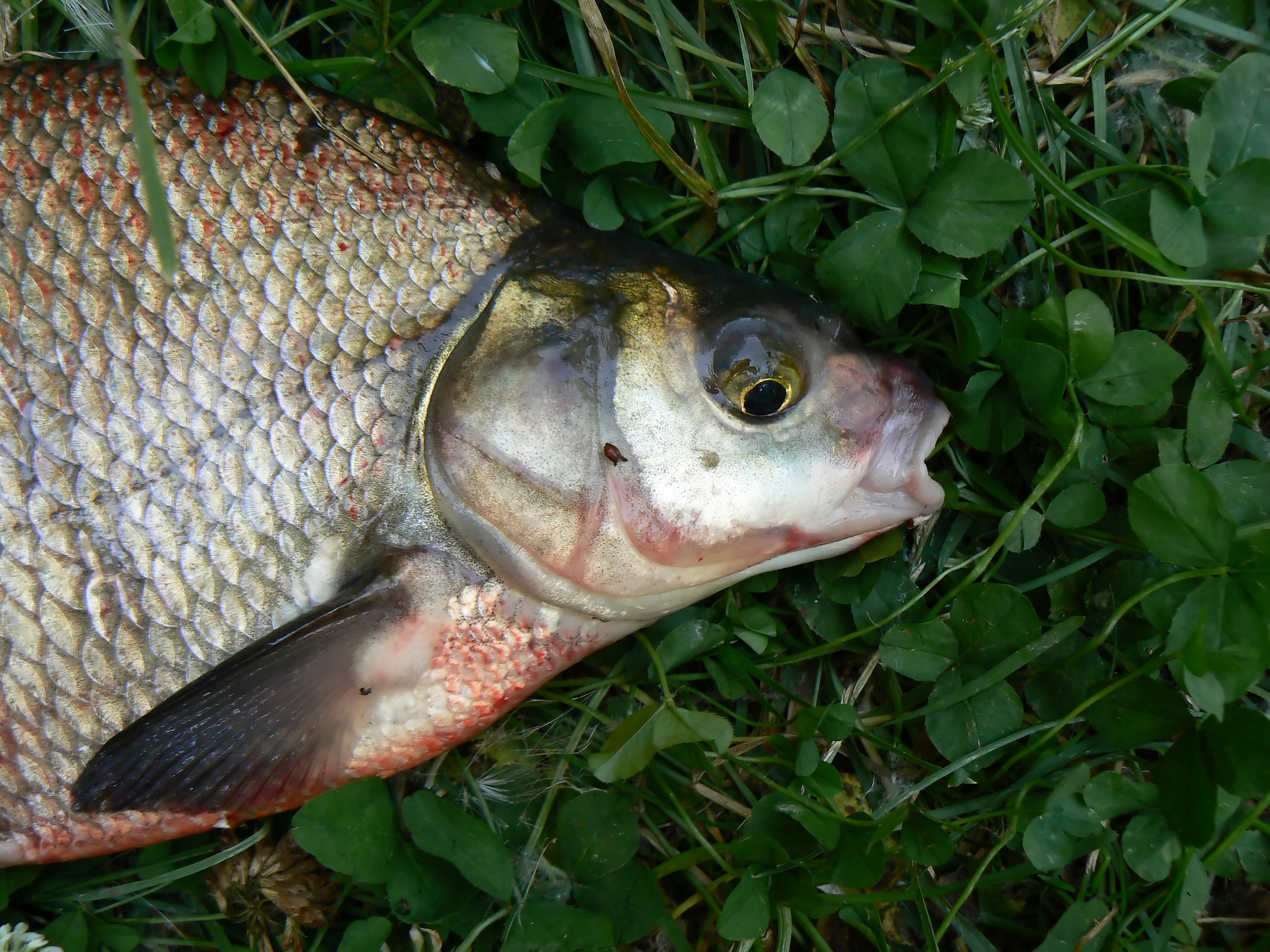 Lake Eerie's Toxic Fish