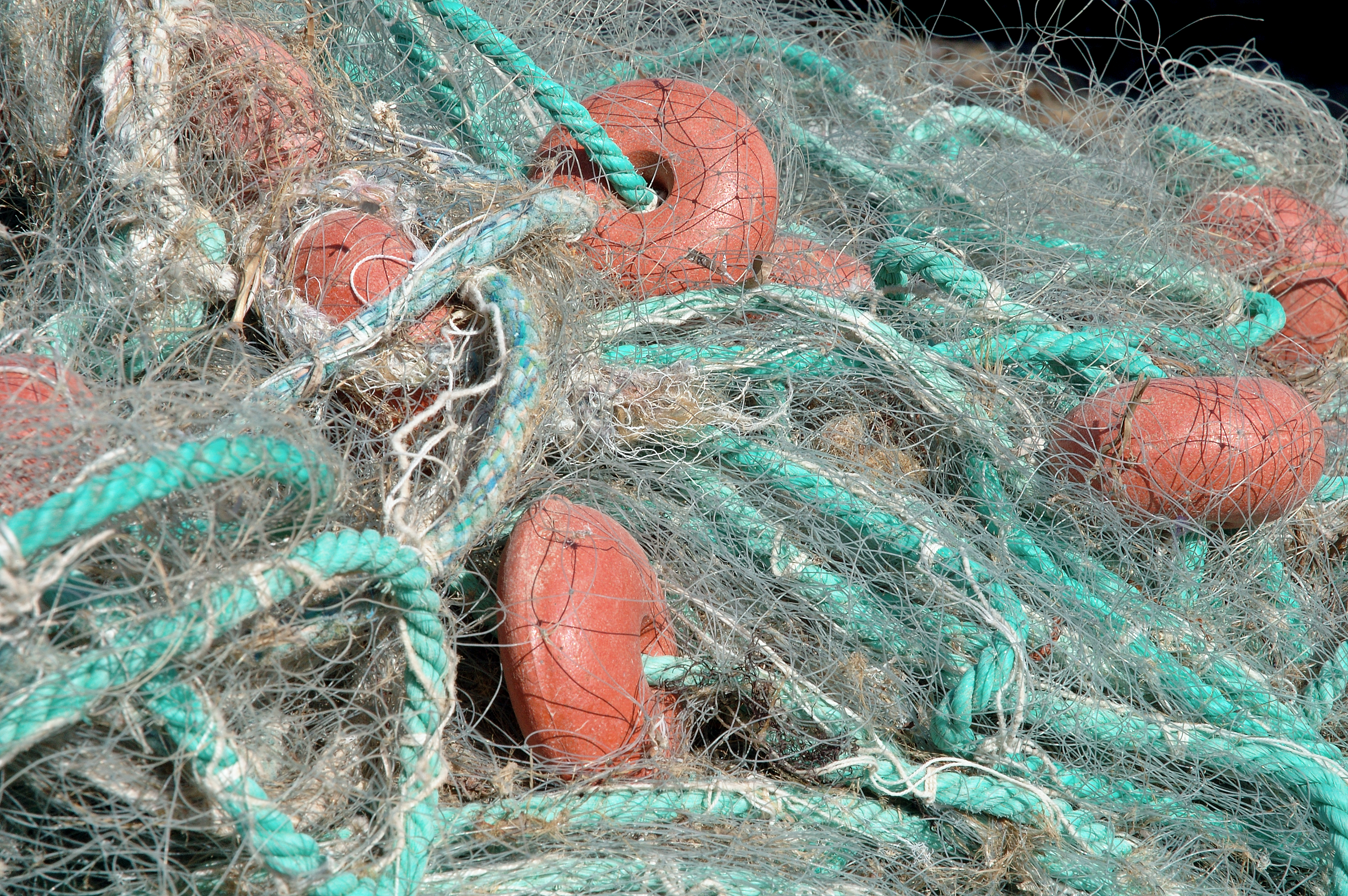 Fishing Expedition Finds Genetic Link in PPCM