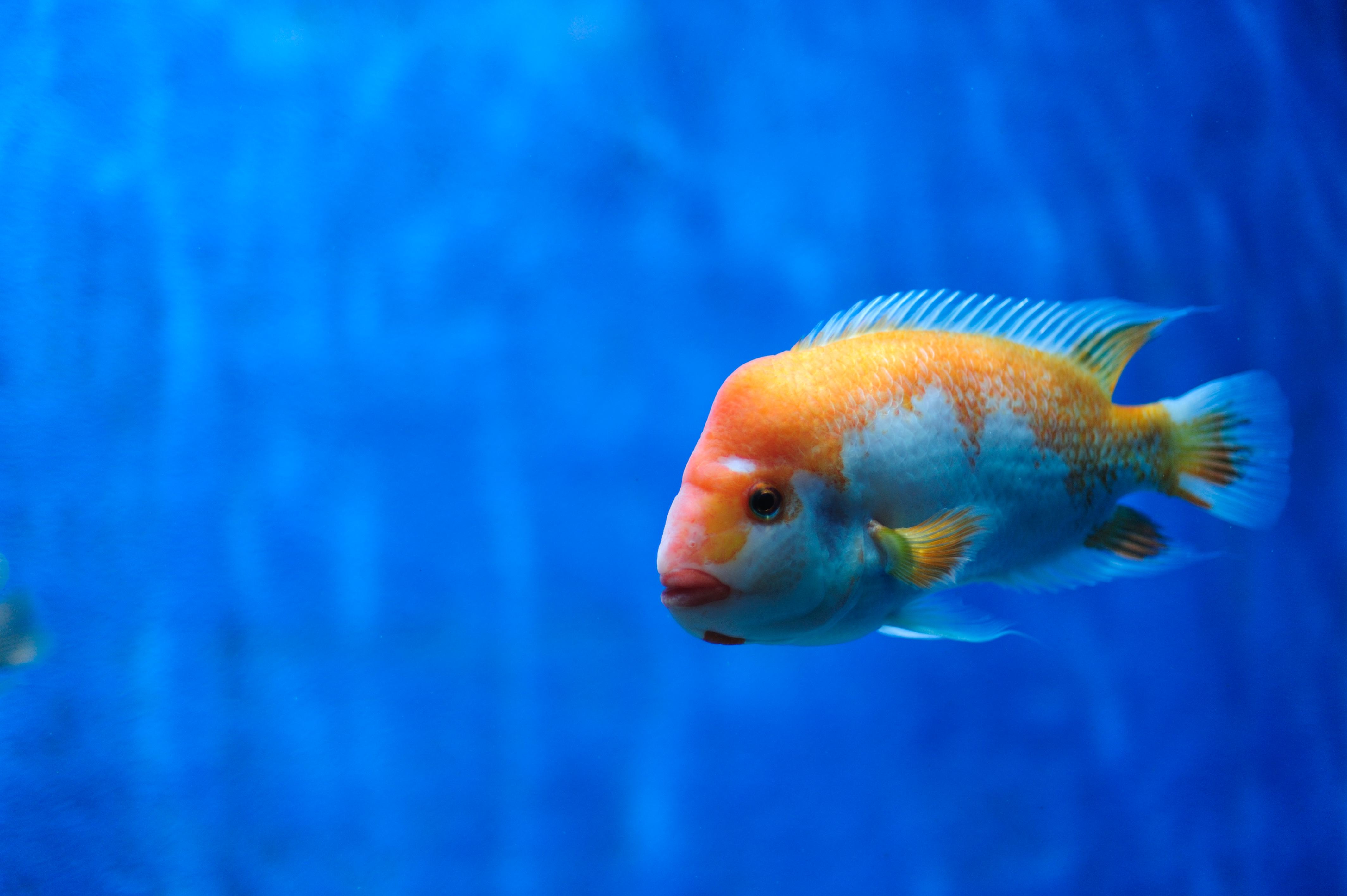 Fish Oil May Not Help the Heart