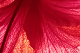 Could Uterine and Breast Cancers be Prevented?