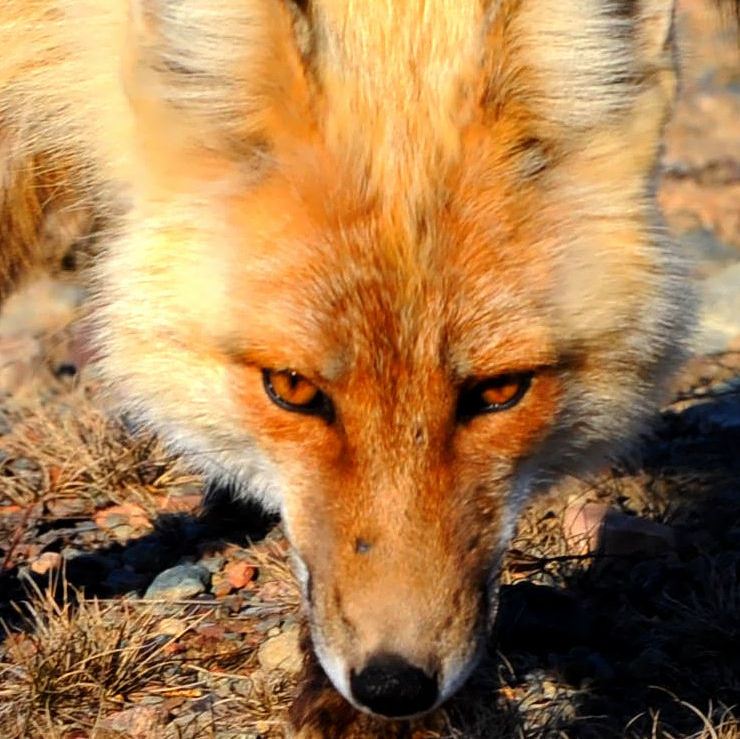Thyroid Cancer Outfoxed