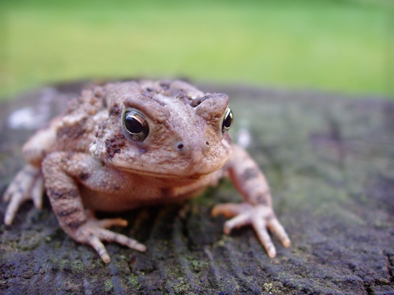 Real Frogs Not As Kid-Friendly as Kermit
